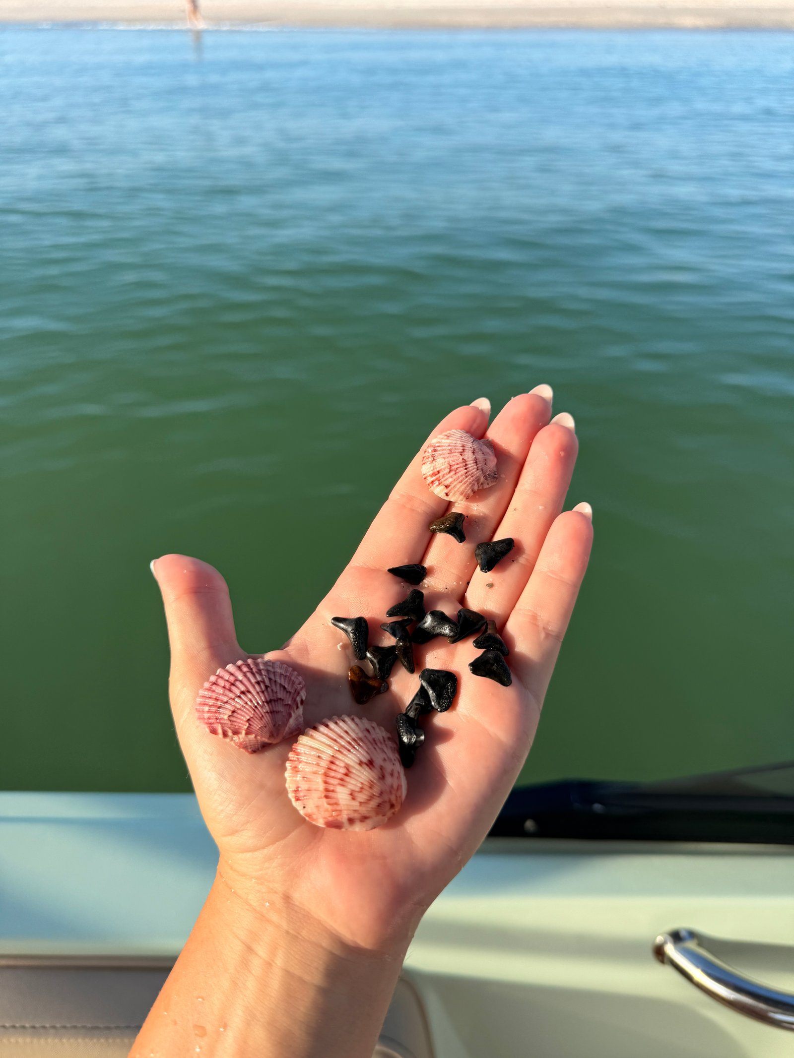 Shark teeth and shells collected at Caspersen Beach, Venice FL