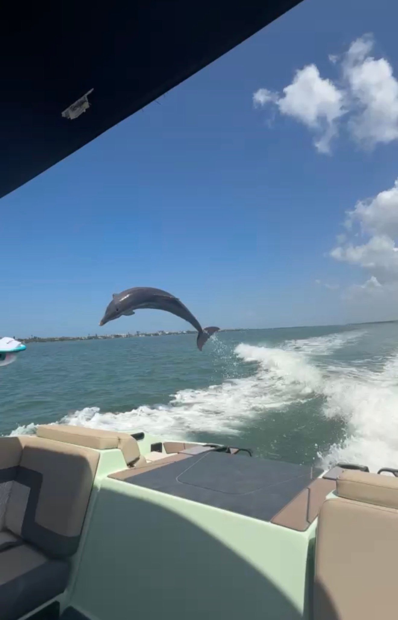 Dolphin jumping on Lemon Bay — July 2026
